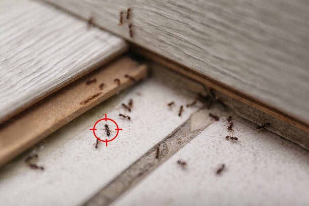  Cockrell Hill, TX Pest Control Pros